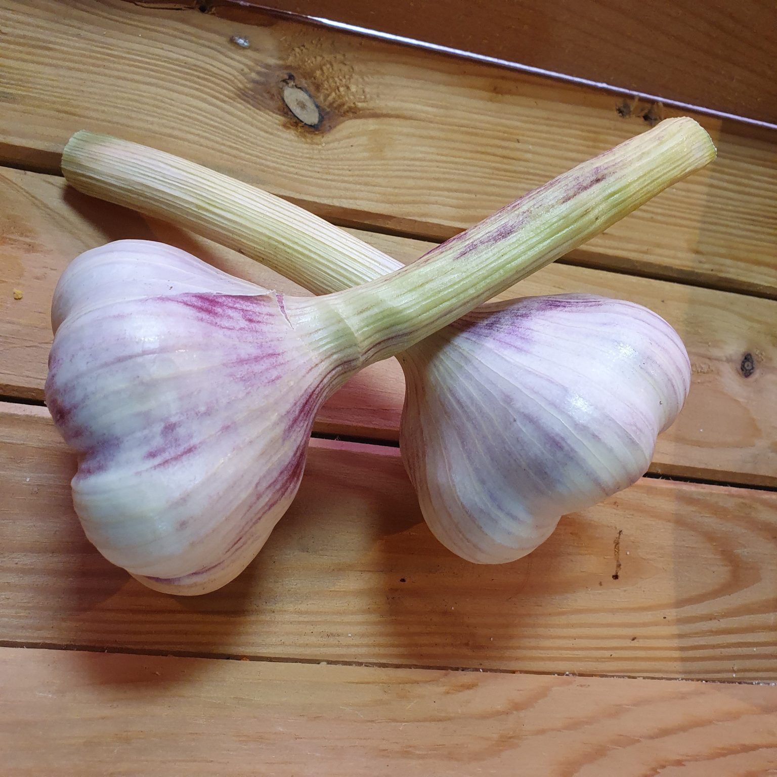 Verse knoflook uit nederland