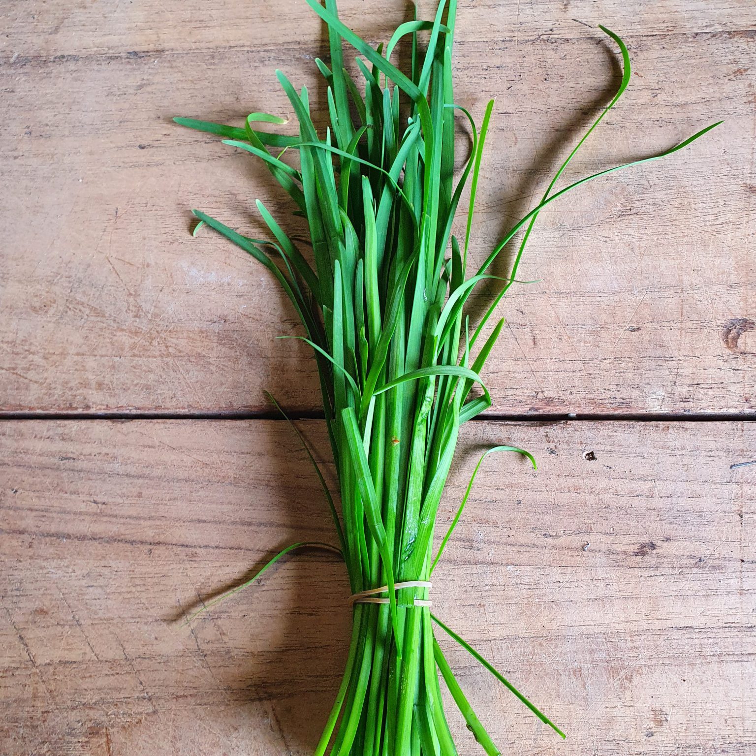 knoflook bieslook