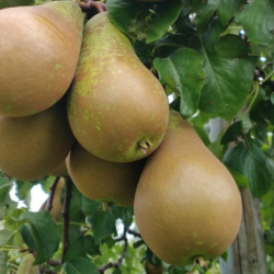 Peren - Conference