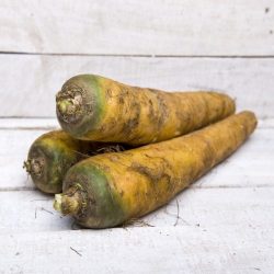 Wortel - gele peen